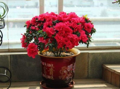 “杜鹃花养护秘籍，养好杜鹃只需三步！”