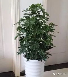 一叶兰（苞米兰）的养护技巧有哪些