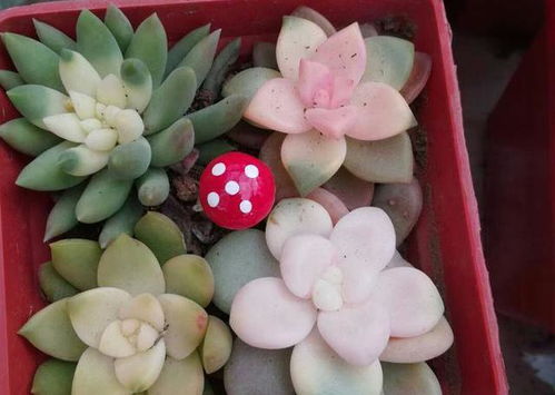 药锦多肉植物在失去药锦后还能存活吗