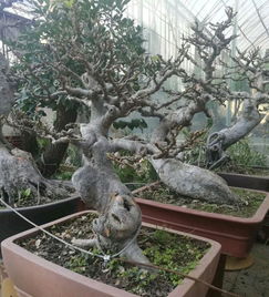 榆树种植的注意事项