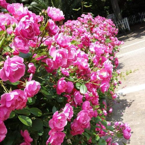 蔷薇修剪小技巧