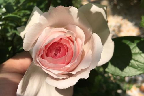 黄金庆典月季的温暖之家