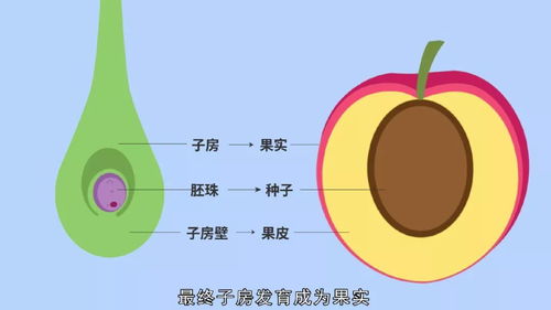 被子植物是种子植物门下的一类，具有胚珠包被在子房内的特征