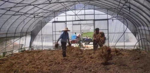 土壤消毒的重要性