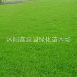 草坪师傅的经验之谈