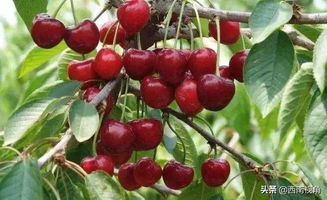 农科院的报告，家里的冰箱根本达不到标准！