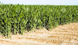 聪明Zuo法：固土与造景