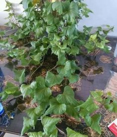 爬藤植物快速生长排行