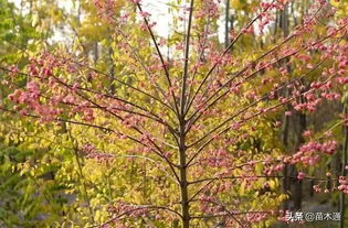 种植要点， 注意事项