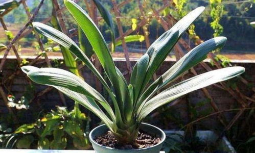 君子兰的生长环境