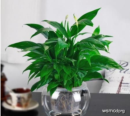 白掌水培烂根了怎么办？有没有有效的应对方法来挽救