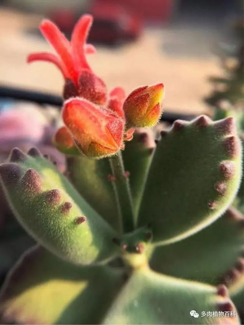 肉肉开花，这朵花为何如此特别