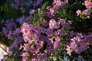 凌霄：夏日里的橙红盛装