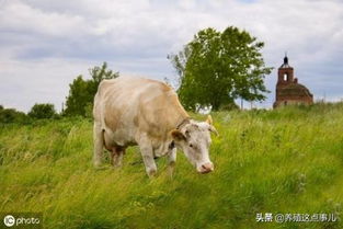 这个养牛饲料配方中，玉米和豆粕的比例是多少？
