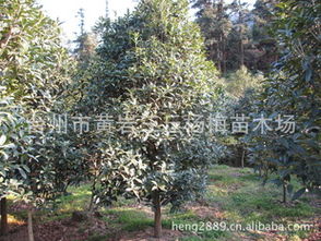 绿化苗木，品种繁多