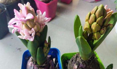 家庭室内水培风信子种植指南，简单易行！