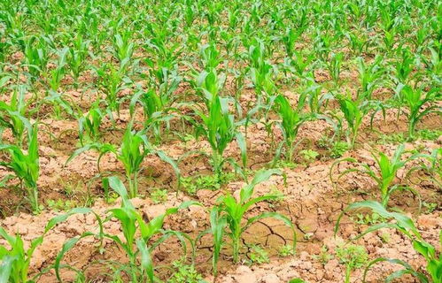 玉米除草剂喷施时机之晴天与阴天的较量