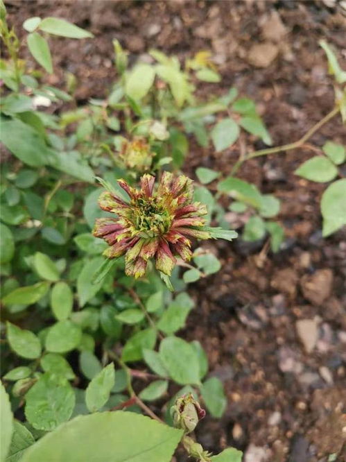 绿萼月季的奇特之处