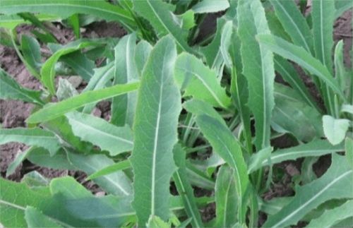 想尝野菜却不知其名？速看