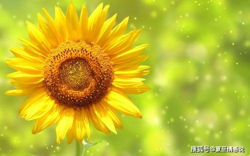 太阳花种子存在性探究：意义与种植指南