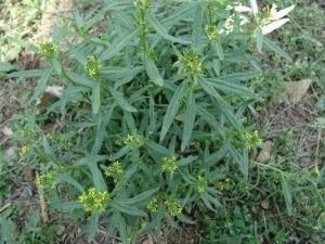 千寻葶苈枝：探寻古老草药的神秘枝条
