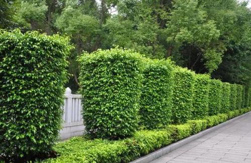 城市绿化常见的花卉有哪些？