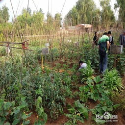 如何不用农药有效防治青菜上的虫子