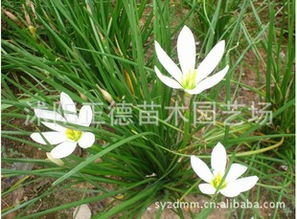 葱兰的种植与养护