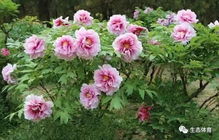 “七芍药八牡丹，这样的美景寓意着什么