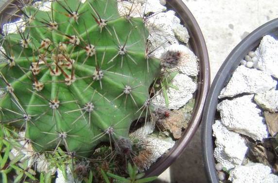 短毛球：生命力顽强的普通品种