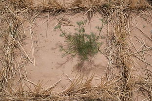 固沙灌木：根深蒂固锁住沙漠