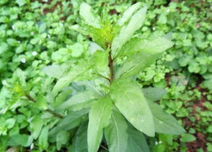 八月的蔬菜种植要点