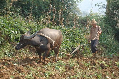 提高存活率， 有四个关键动作