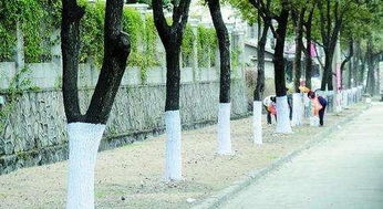 涂白剂，自行配置还是购买专业产品？