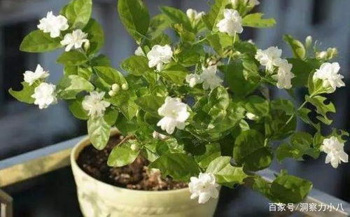 想养好满天星？掌握这些技巧
