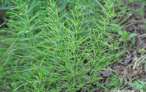 道路植物的价值远不止于“活着”