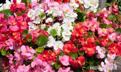 竹节秋海棠的花期是何时？观赏竹节海棠的最佳开花季节是哪个月份呢