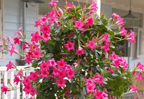 土壤选择：疏松排水，肥力适中