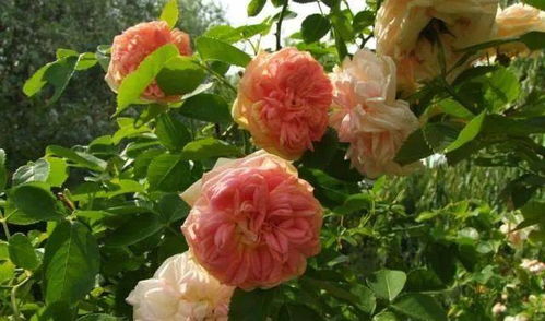 惯与伊蕾莎斯特月季的花期与养护
