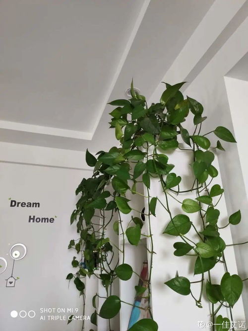 柠檬树：家门口的宝