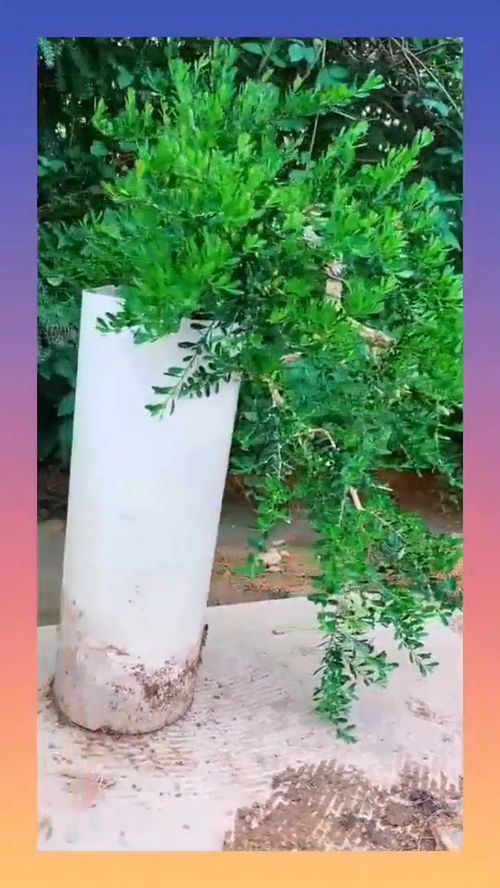 改良花盆土的奥秘，让我来告诉你那个！