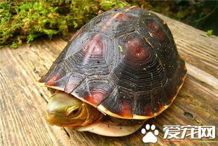 在家养殖山乌龟指南：轻松驯养，享受生态乐趣