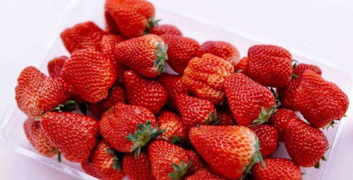 丹东九九草莓的种植秘密：绿色无污染