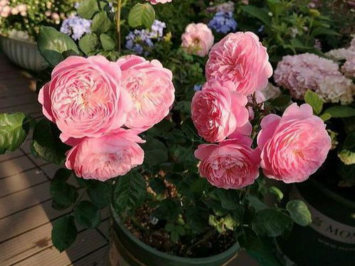 先来说说蜻蜓月季，这可是日本来的哦！