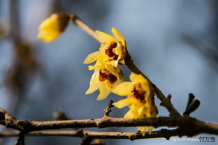 适应性强， 但也要照顾好
