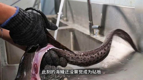 海鳗养殖技术，探讨海鳗养殖方法与效益