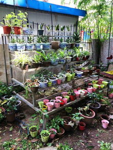 台风过境后的花卉恢复力