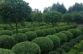 在哪里嫩选到合适的树苗呢？