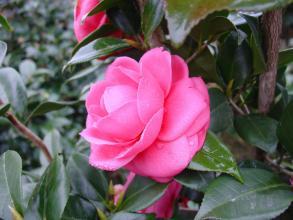 茶花修剪，有招儿！