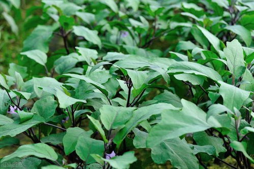 茄子病虫害防治策略中，如何有效运用生物防治方法降低病虫害发生